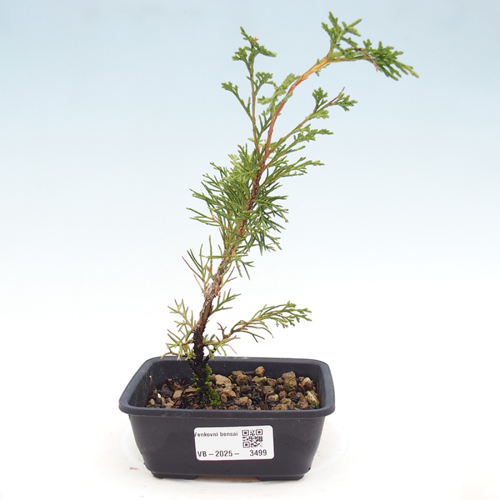 Venkovní bonsai - Juniperus chinensis Itoigawa -Jalovec čínský