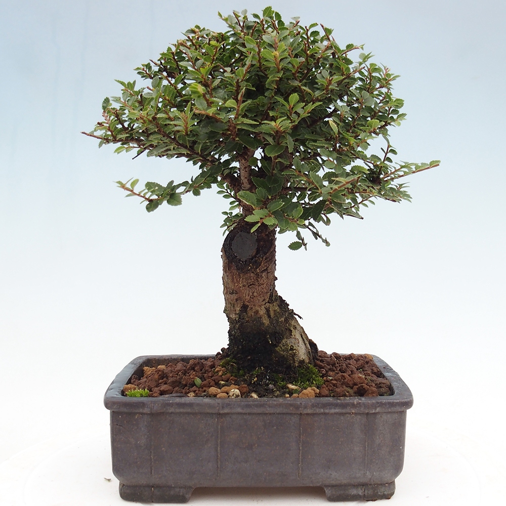 Venkovní bonsai - Ulmus parvifolia Hokkaido - jilm Čínský