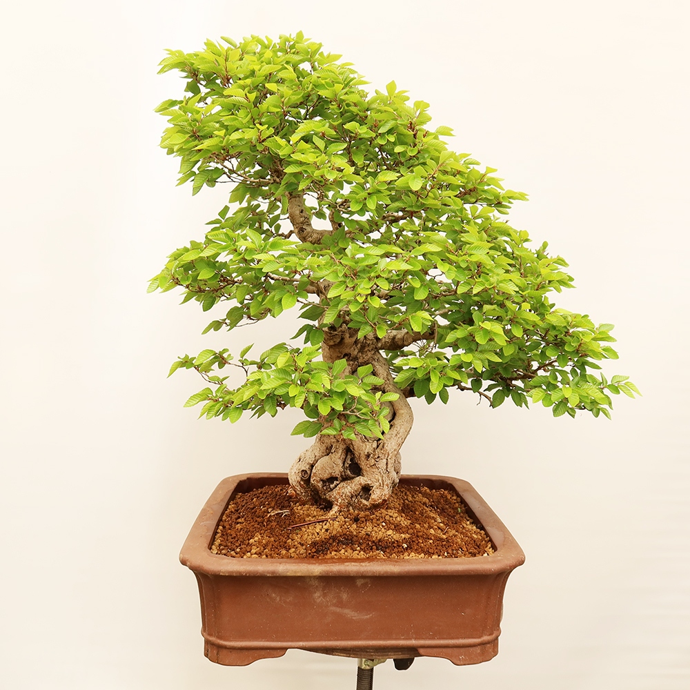 Venkovní bonsai -Carpinus Coreana - Habr korejský