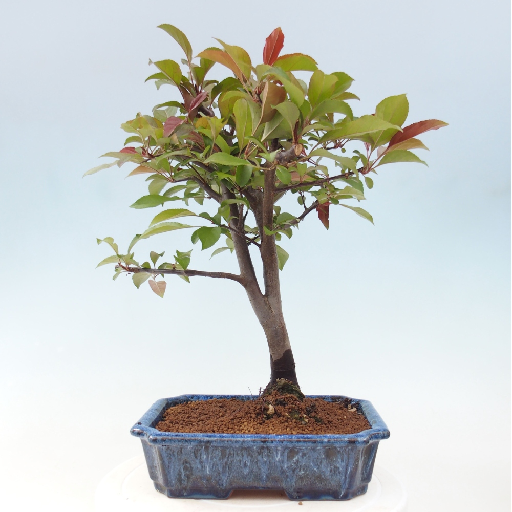 Venkovní bonsai -Malus domestica - Maloplodá jabloň červenolistá