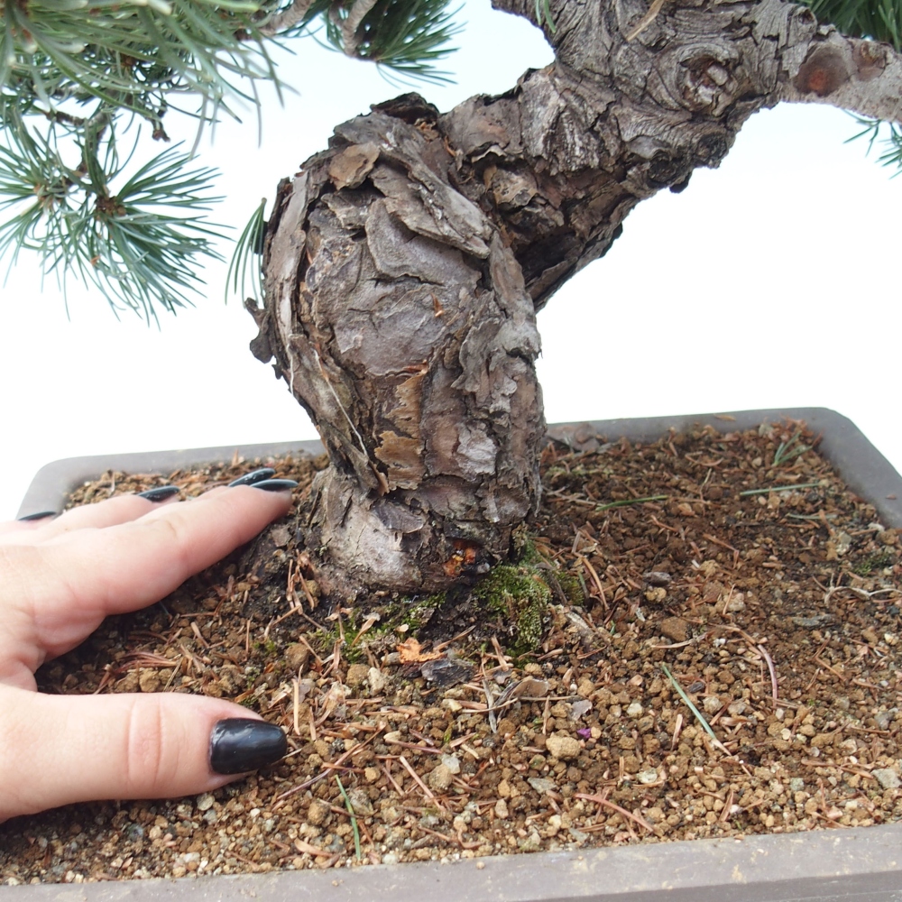 Venkovní bonsai - Pinus parviflora - Borovice drobnokvětá