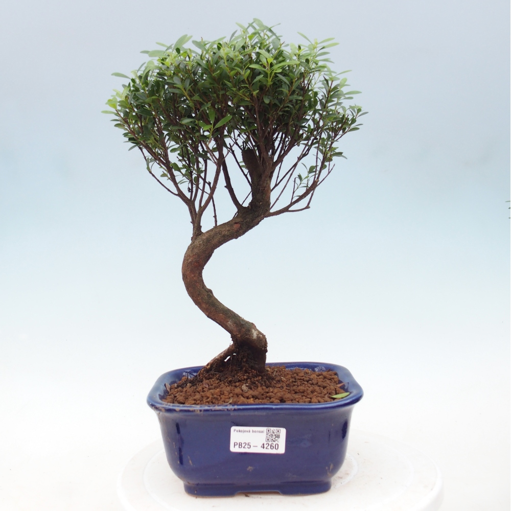 Pokojová bonsai - Syzygium - Pimentovník