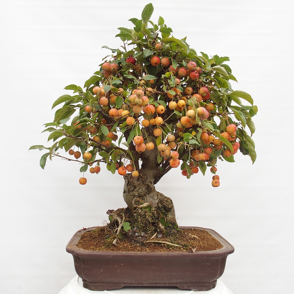 Venkovní bonsai -Malus halliana - Maloplodá jabloň