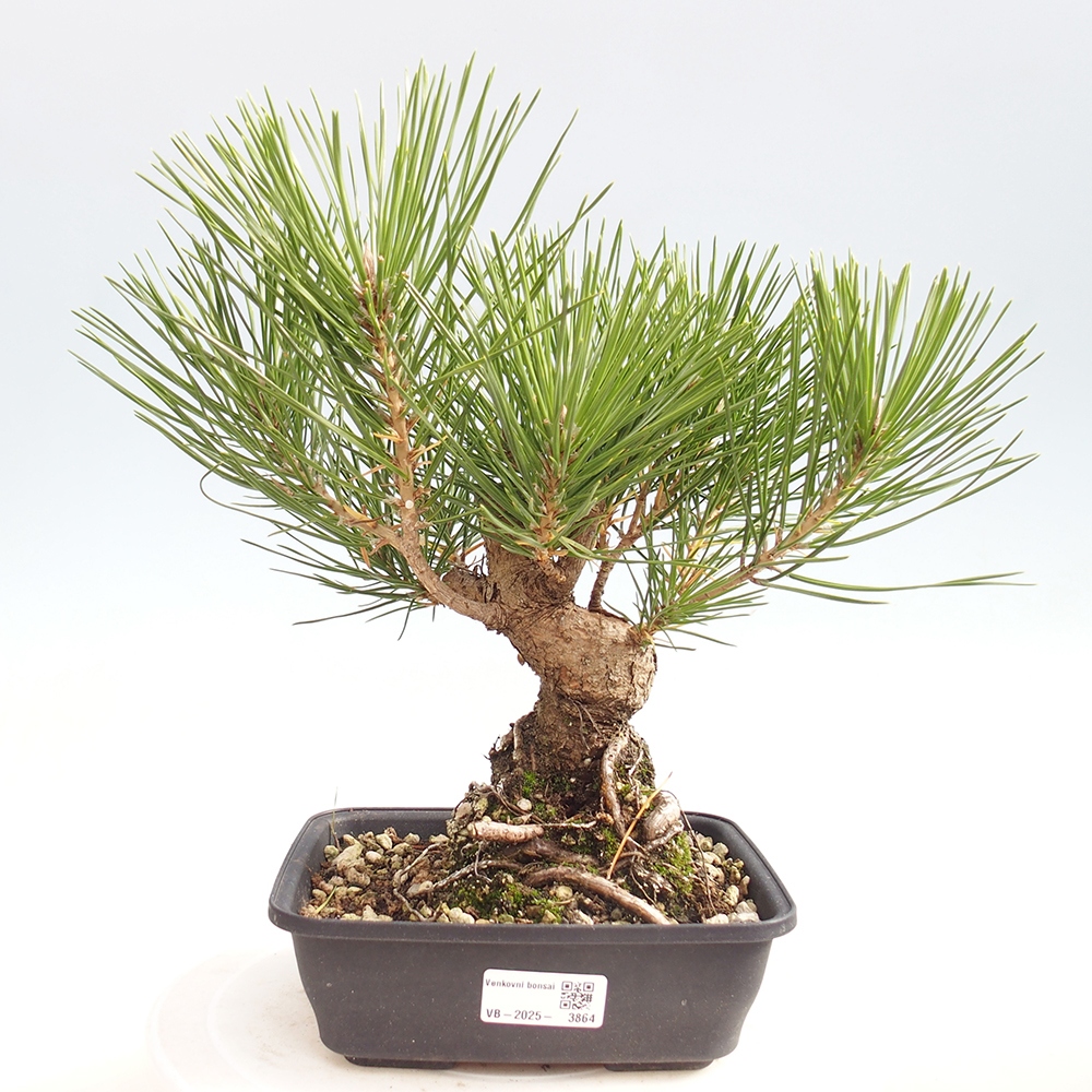 Venkovní bonsai - Pinus thunbergii - Borovice thunbergova