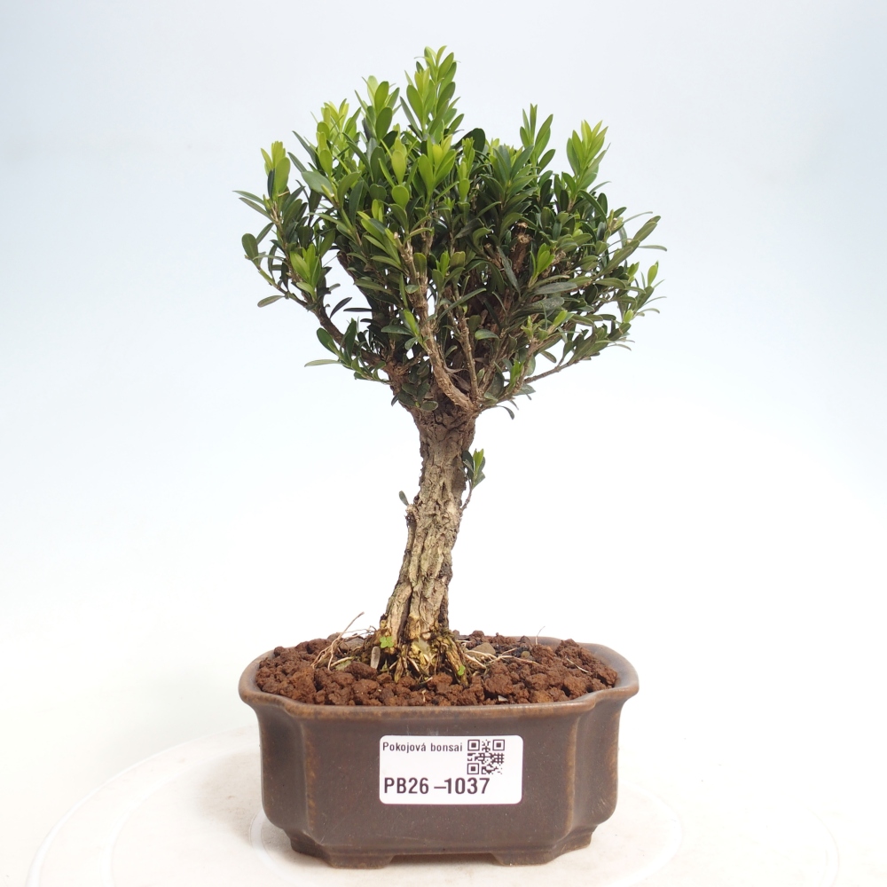 Pokojová bonsai - Buxus harlandii -korkový buxus
