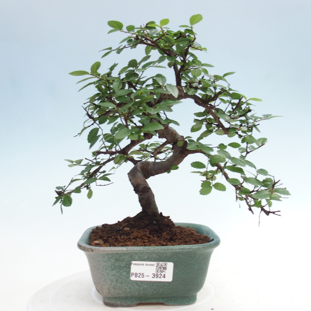 Pokojová bonsai - Ulmus parvifolia - Malolistý jilm