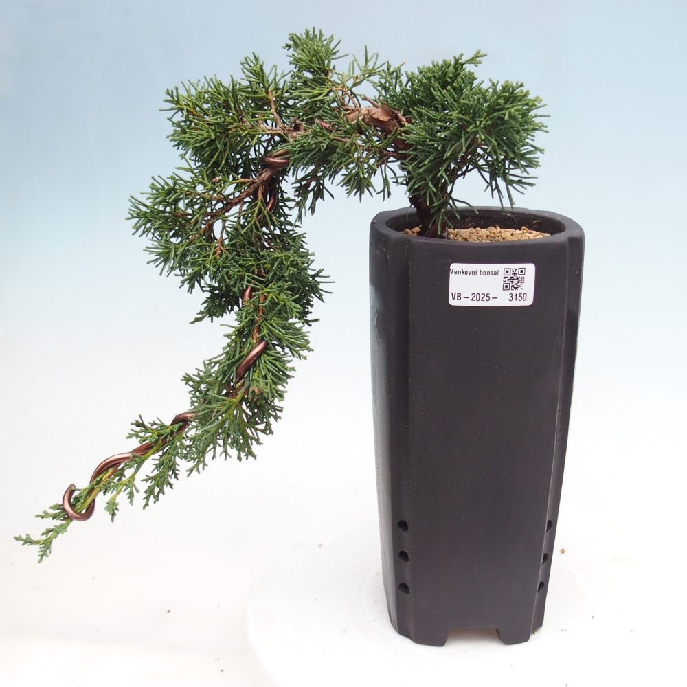 Venkovní bonsai - Juniperus chinensis Kishu -Jalovec čínský