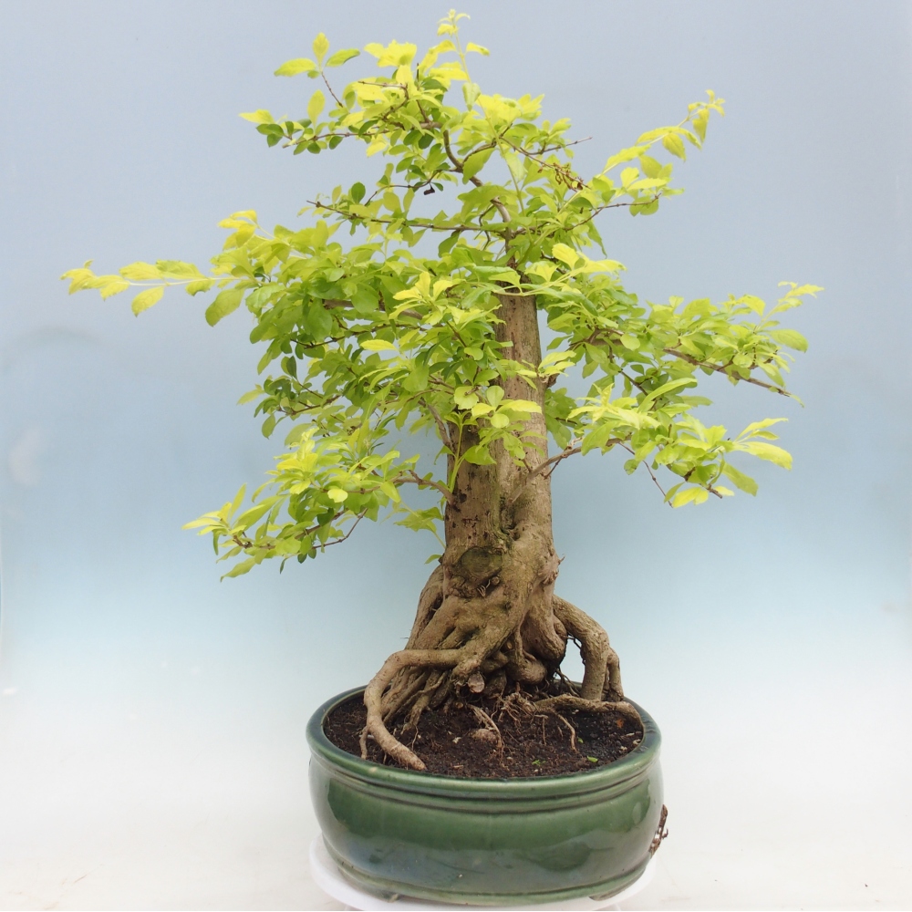 Pokojová bonsai - Duranta erecta Aurea - POUZE OSOBNÍ ODBĚR nebo paletová přeprava