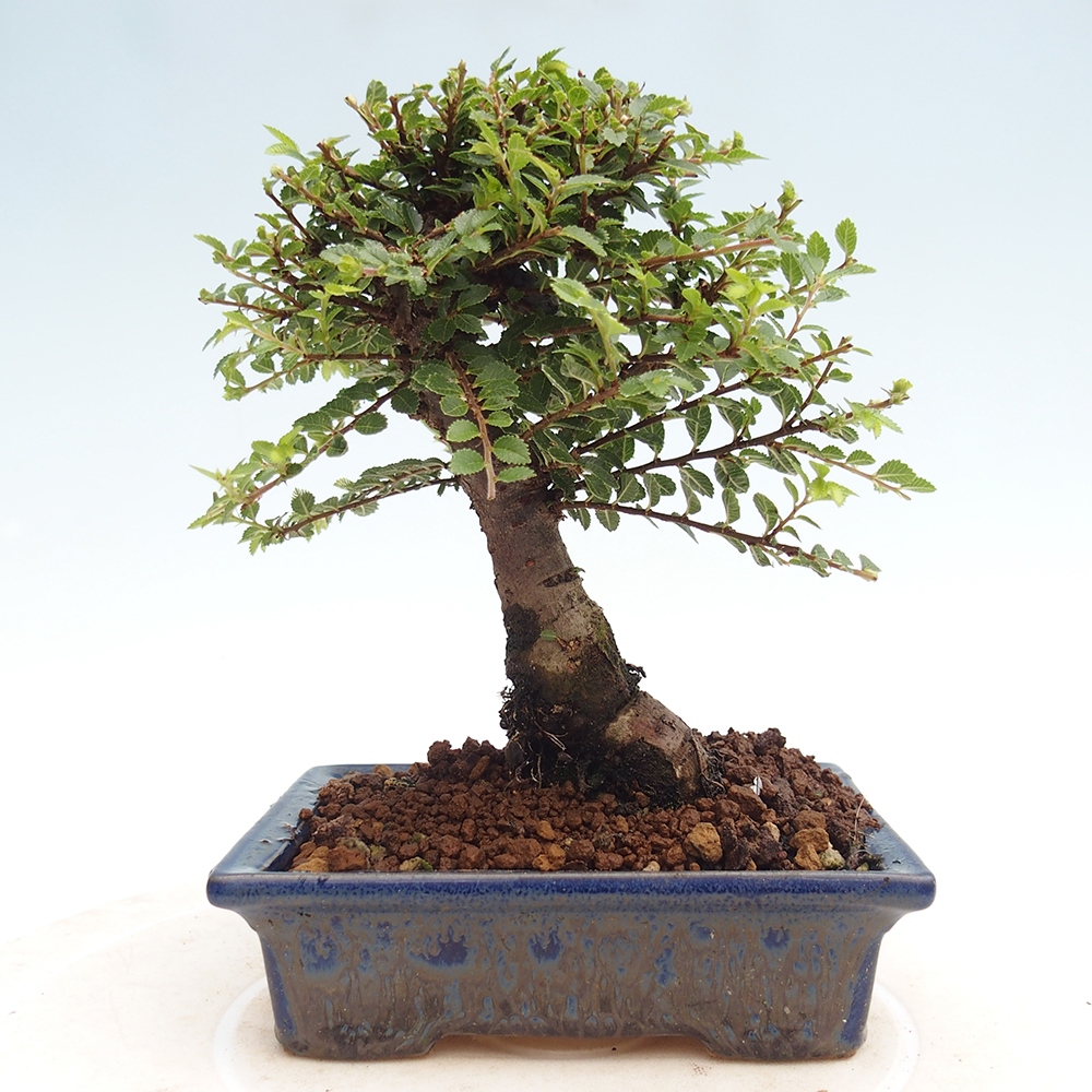 Venkovní bonsai - Ulmus parvifolia Hokkaido - jilm Činski