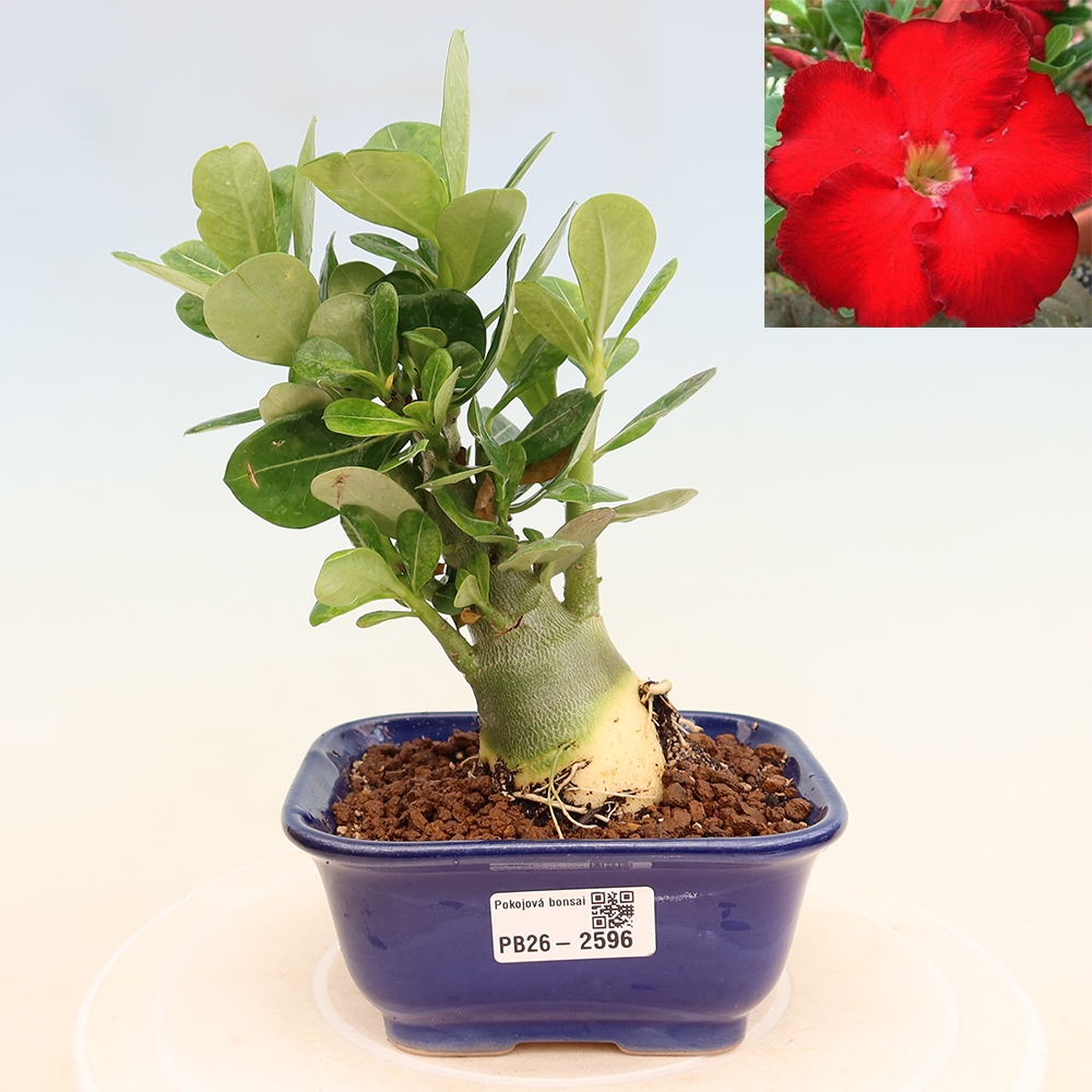 Pokojová bonsai - Adenium obesum Red Star - Pouštní růže