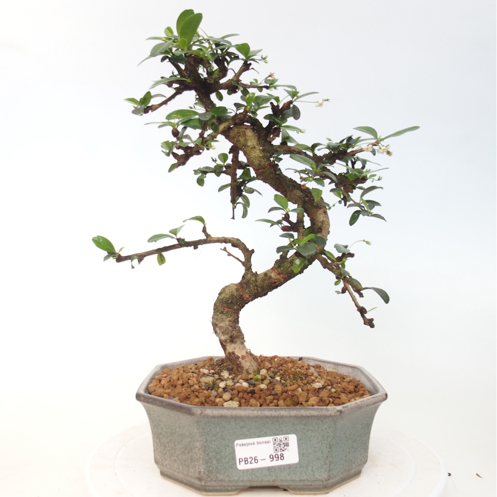 Pokojová bonsai - Carmona macrophylla - Čaj fuki