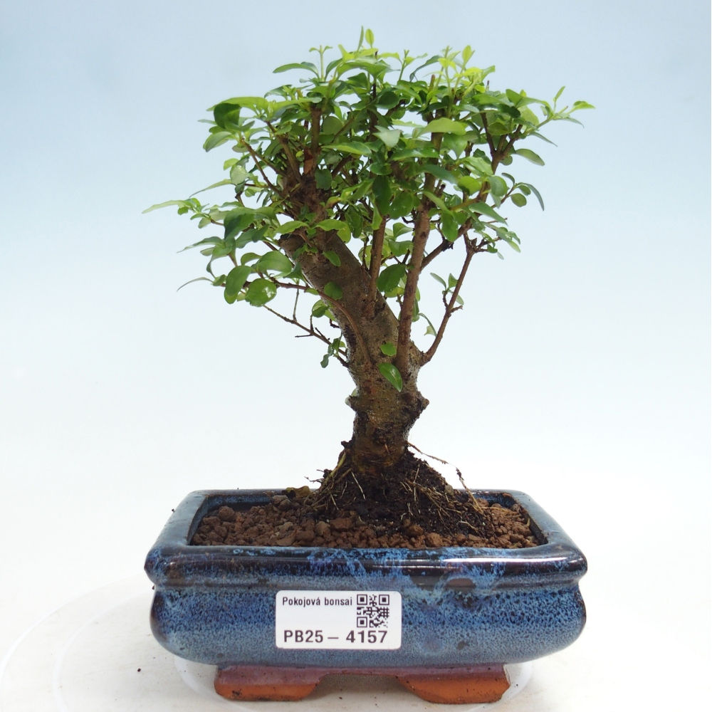 Pokojová bonsai -Ligustrum chinensis - Ptačí zob