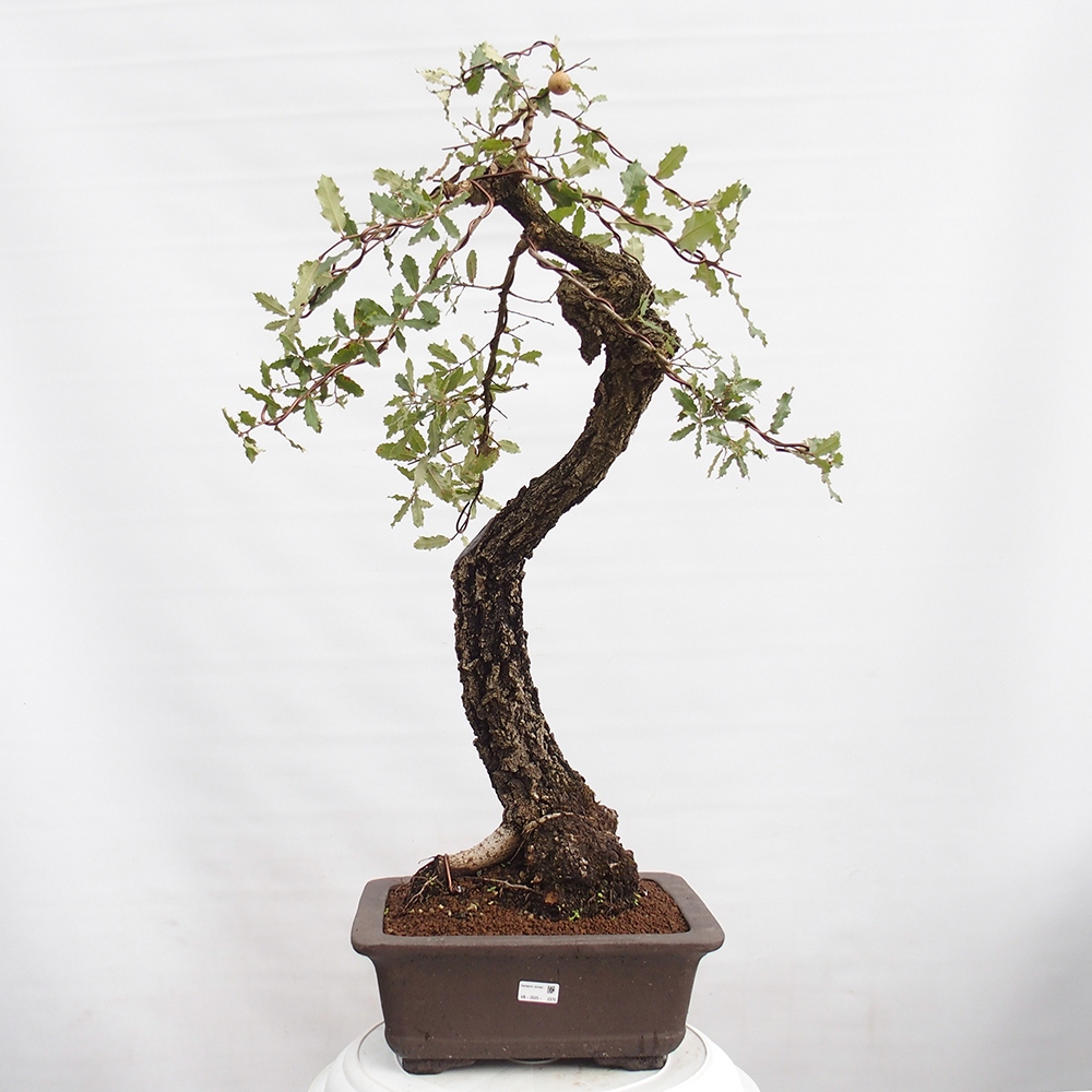 Yamadori - Quercus Ilex -Dub cesmínovitý