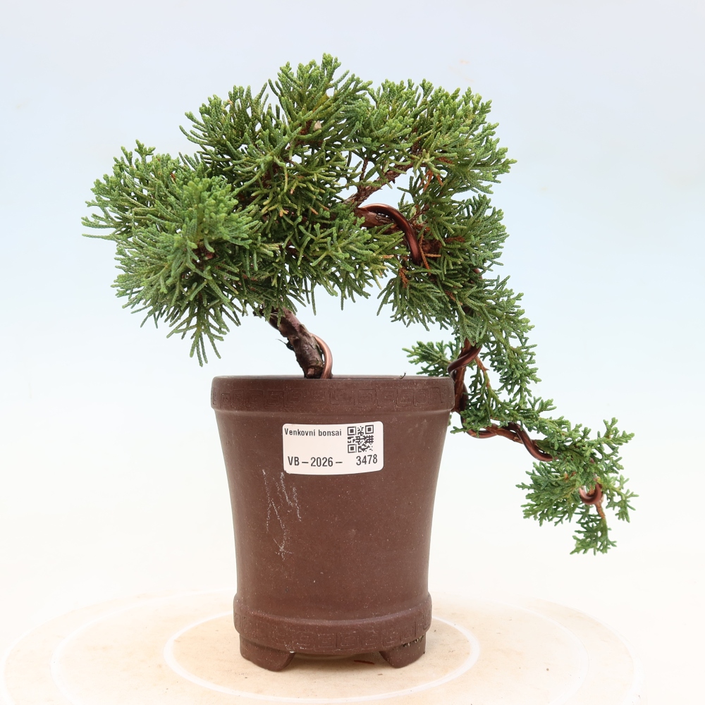 Venkovní bonsai - Juniperus chinensis Kishu -Jalovec čínský