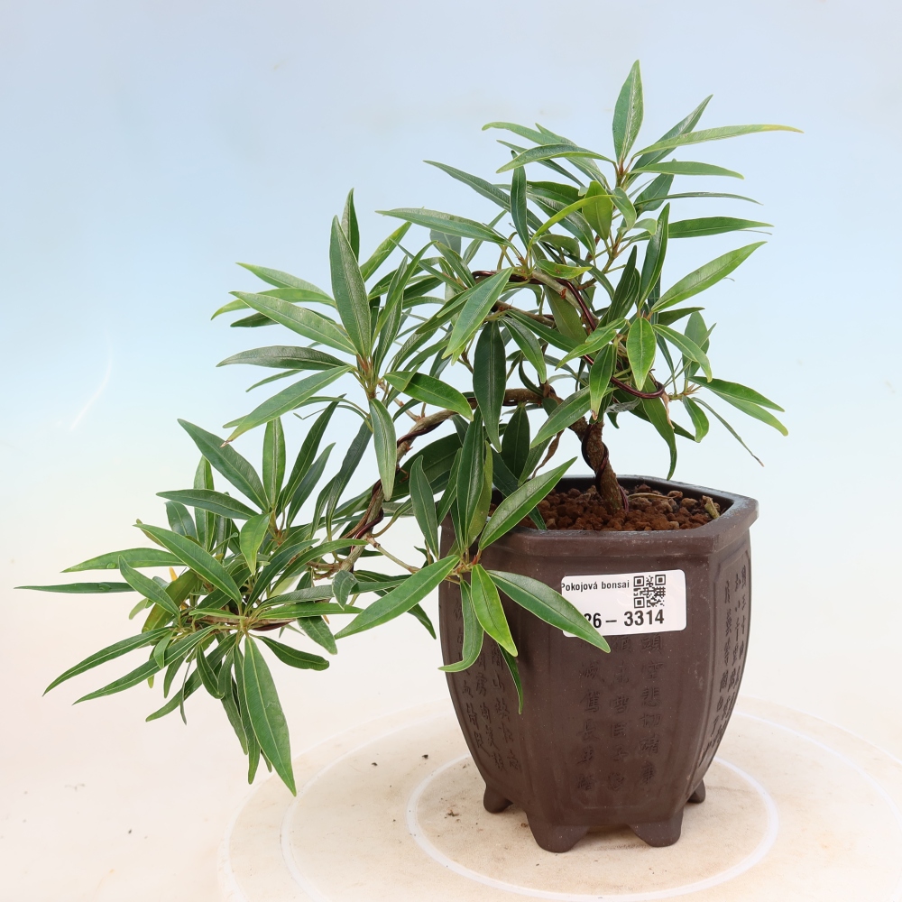 Pokojová bonsai - Ficus nerifolia -  malolistý fíkus