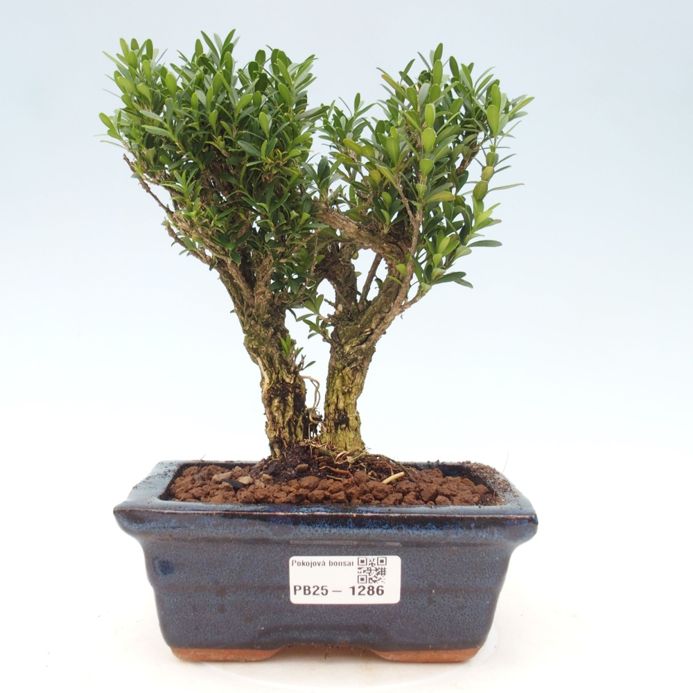 Pokojová bonsai - Buxus harlandii - korkový buxus