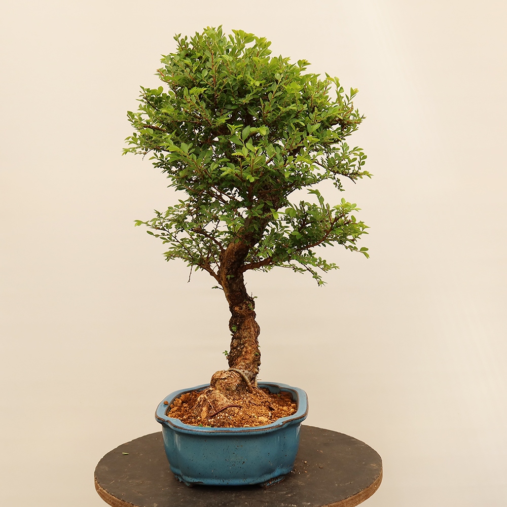 Venkovní bonsai - Zelkova - Zelkova NIRE