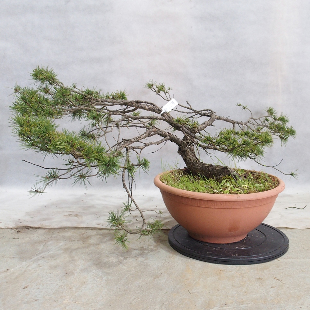 Yamadori - Pinus sylvestris 
