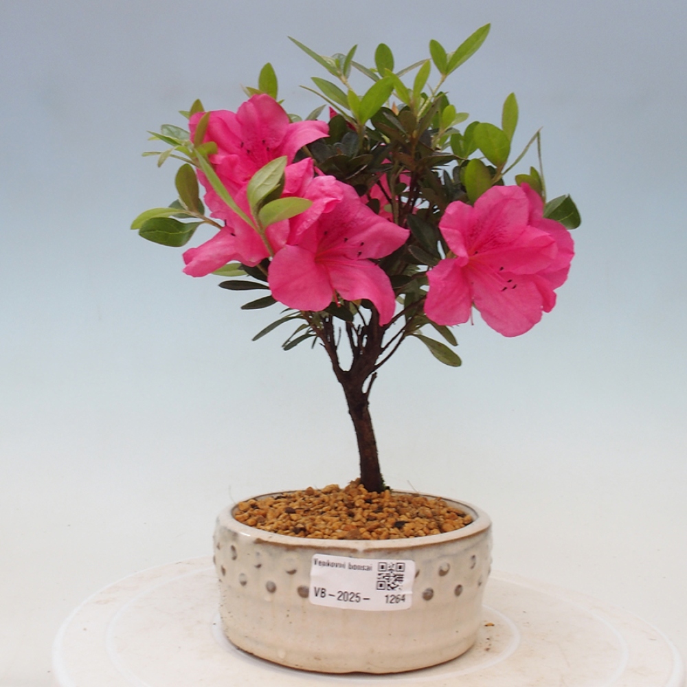Venkovní bonsai - Japonská azalka - Azalea sp.