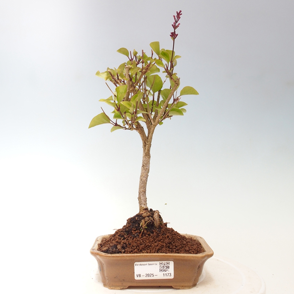 Venkovní bonsai - Syringa Meyeri Palibin - Šeřík Meyerův