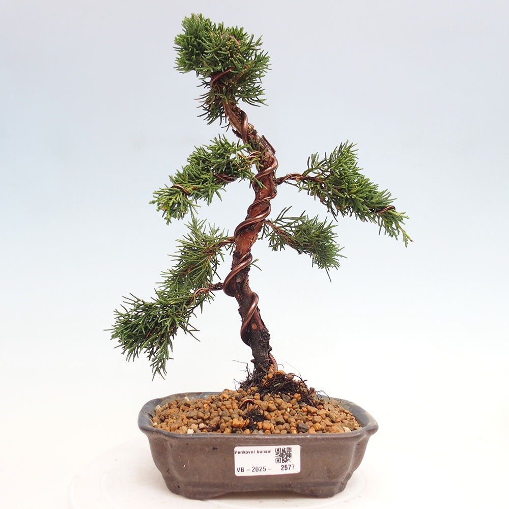 Venkovní bonsai - Juniperus chinensis Kishu -Jalovec čínský