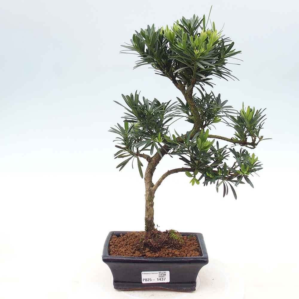 Pokojová bonsai - Podocarpus - Kamenný tis