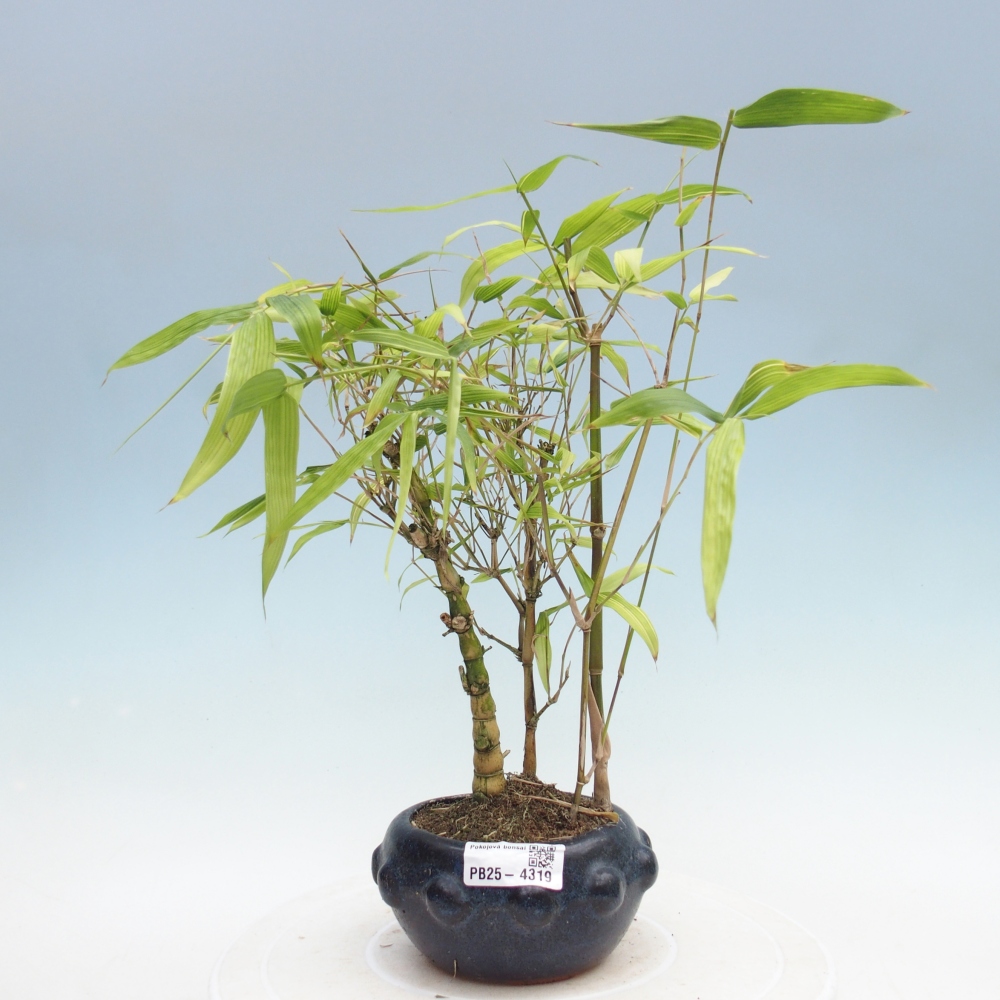 Pokojová bonsai - Bambus budha-Bambus budhovo břicho