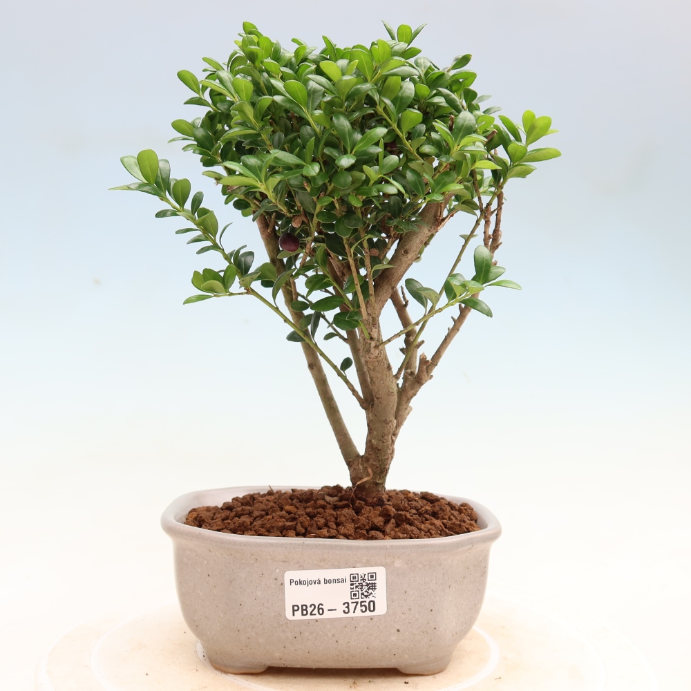Pokojová bonsai - Ilex crenata - Cesmína