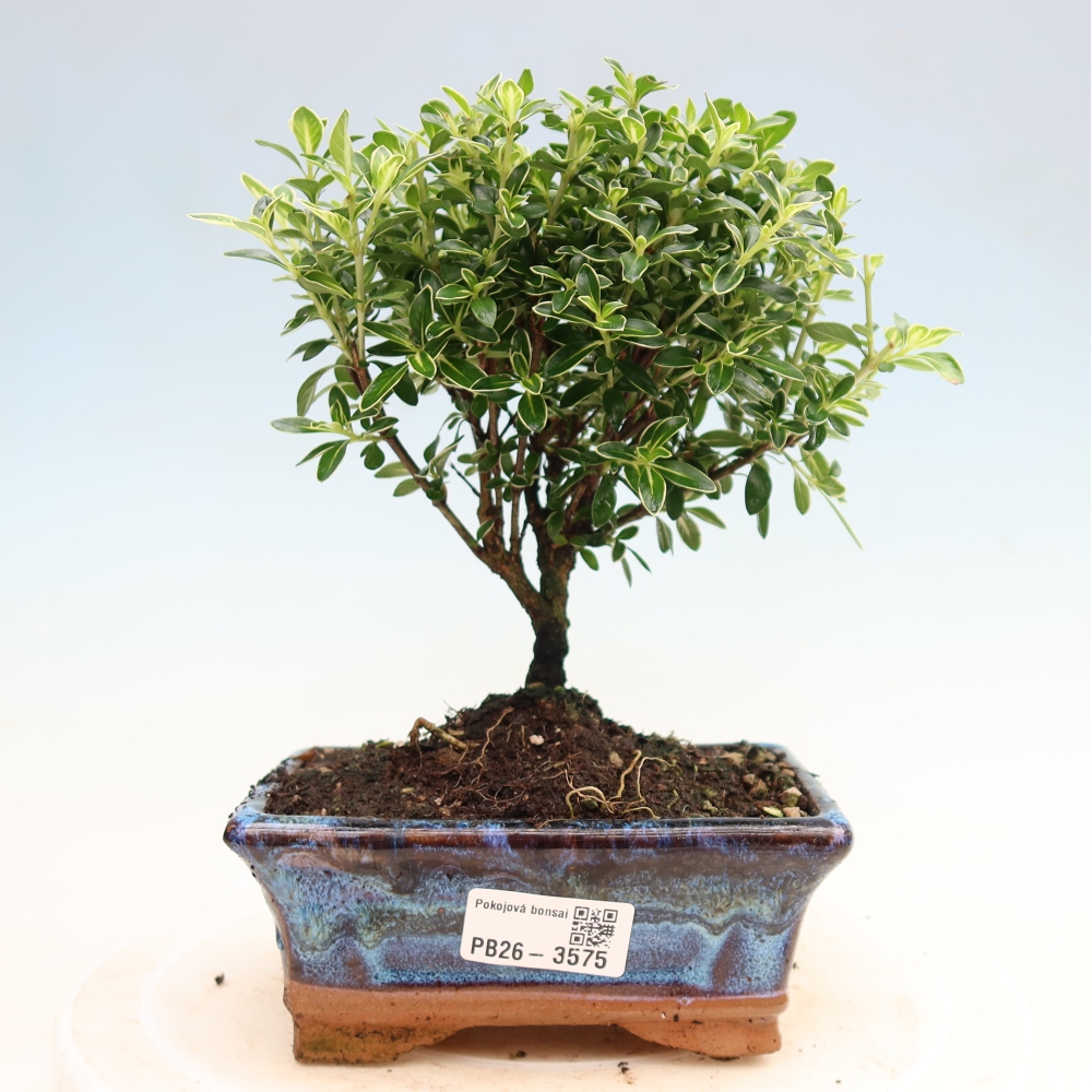 Pokojová bonsai - Serissa foetida Variegata - Strom tisíce hvězd