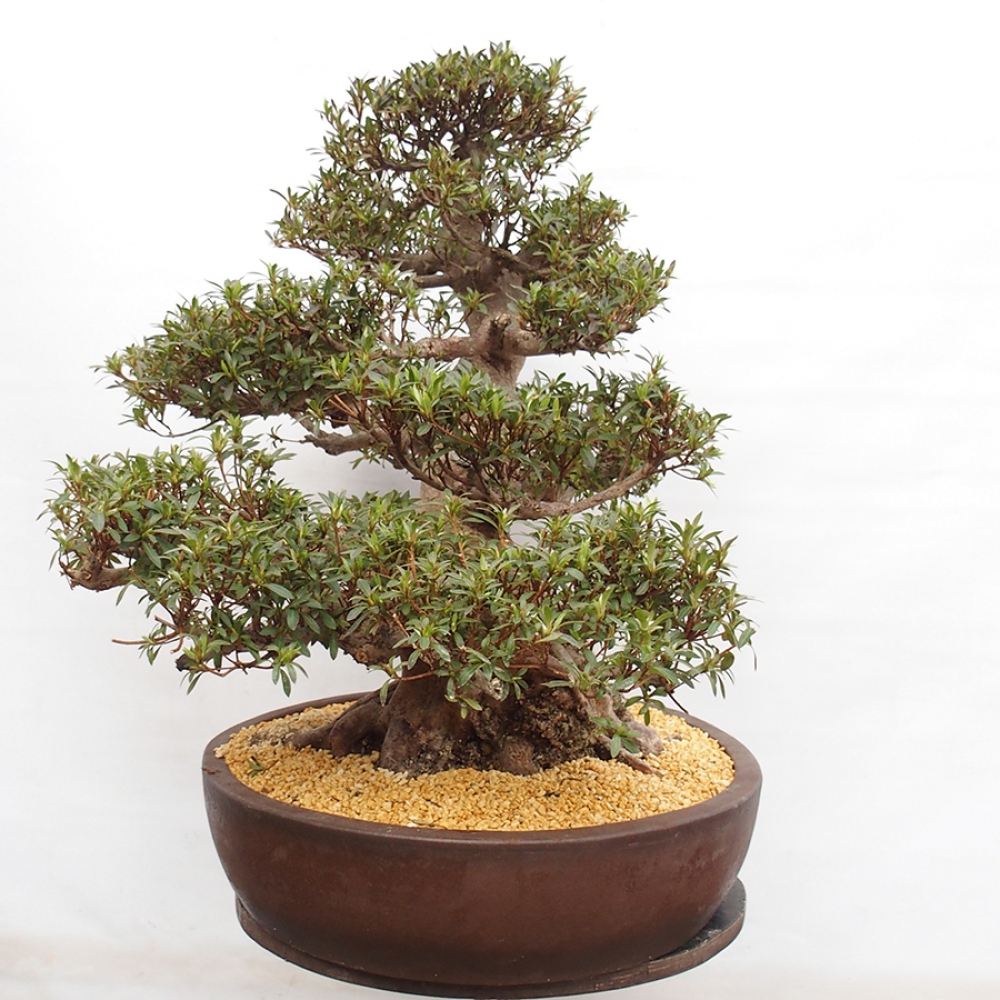 Venkovní bonsai - Japonská azalka - Azalea Satsuki