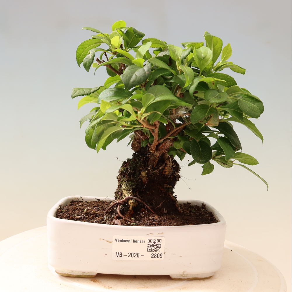 Venkovní bonsai - Celastrus  orbiculatus - Jesenec okrouhlolistý
