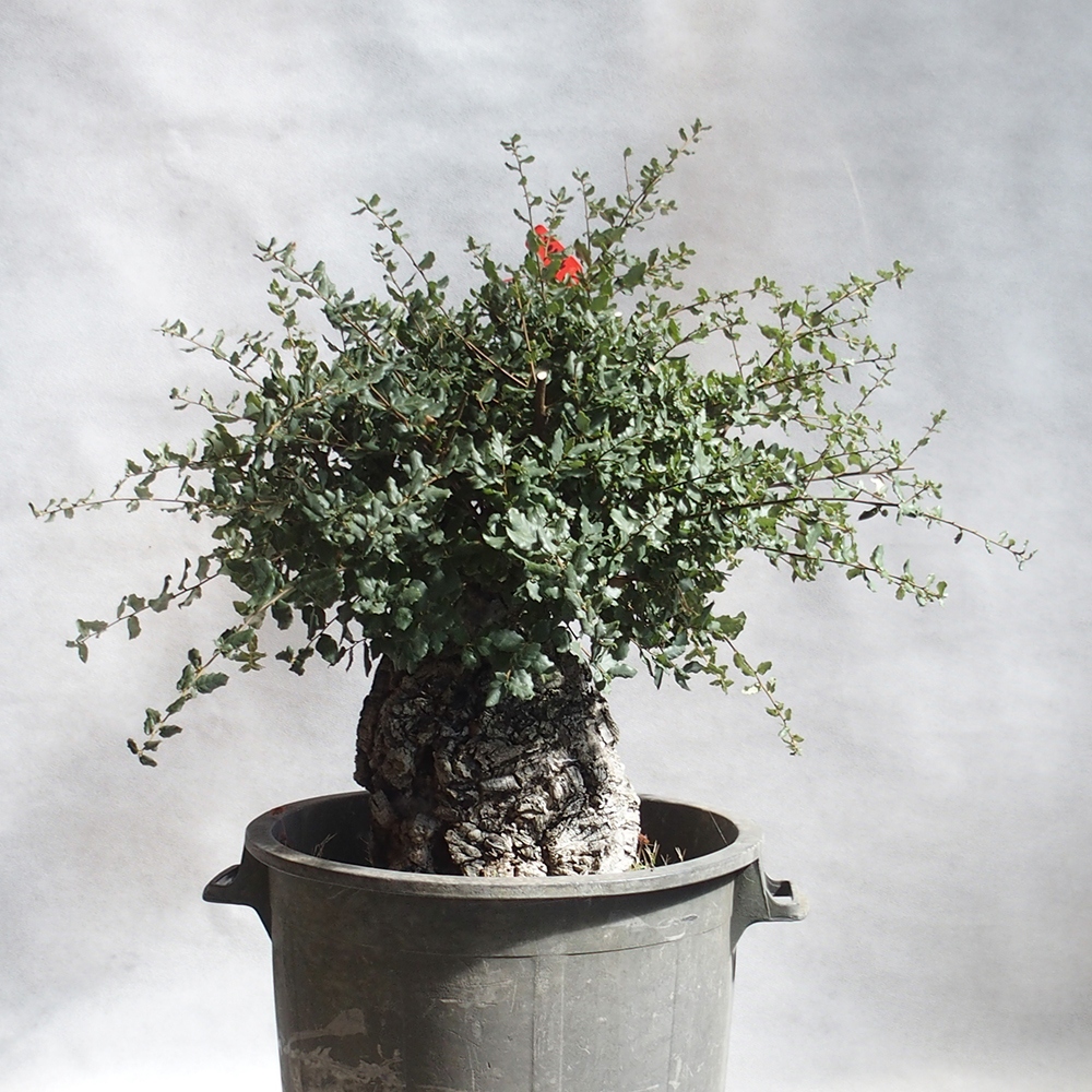 venkovní bonsai Quercus suber - Korkový dub