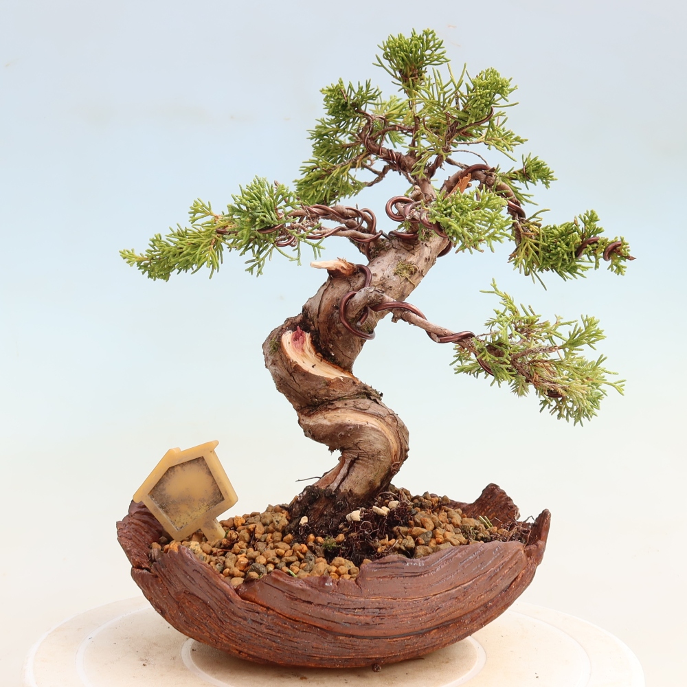 Venkovní bonsai - Juniperus chinensis Itoigawa-Jalovec čínský