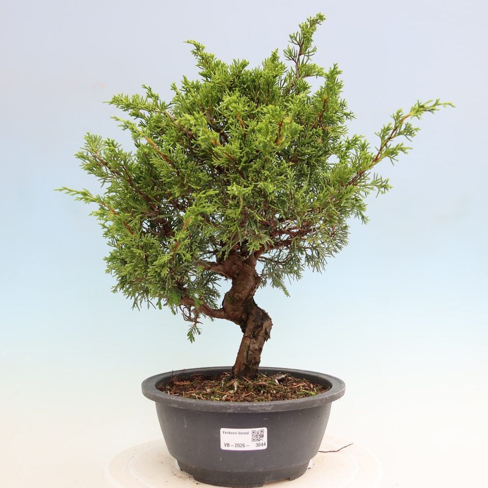 Venkovní bonsai - Juniperus chinensis Itoigawa-Jalovec čínský