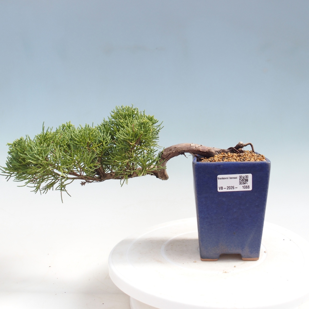 Venkovní bonsai - Juniperus chinensis Kishu -Jalovec čínský