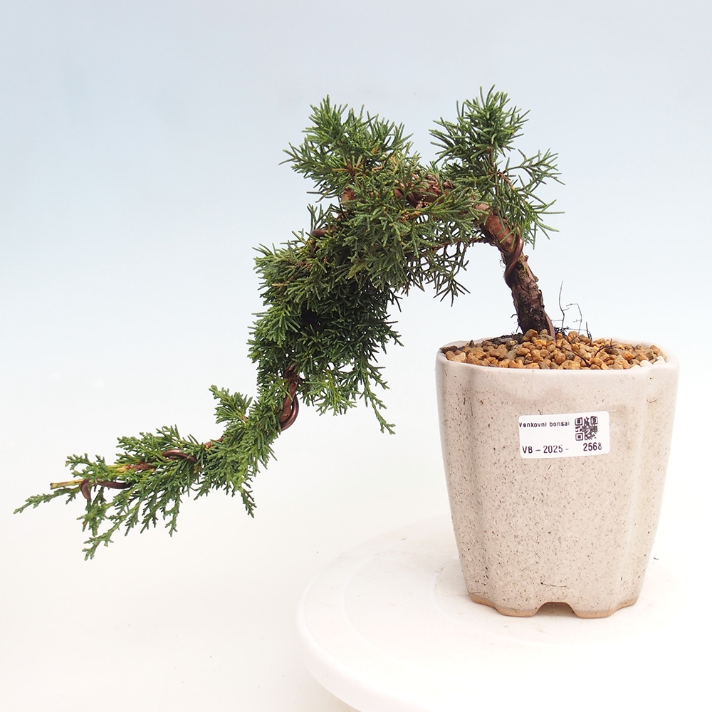 Venkovní bonsai - Juniperus chinensis Kishu -Jalovec čínský