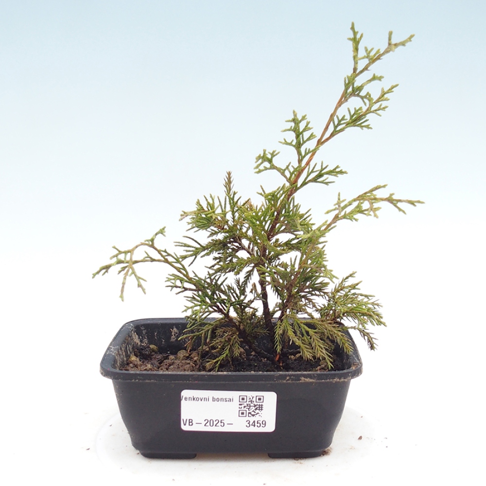 Venkovní bonsai - Juniperus chinensis Itoigawa -Jalovec čínský