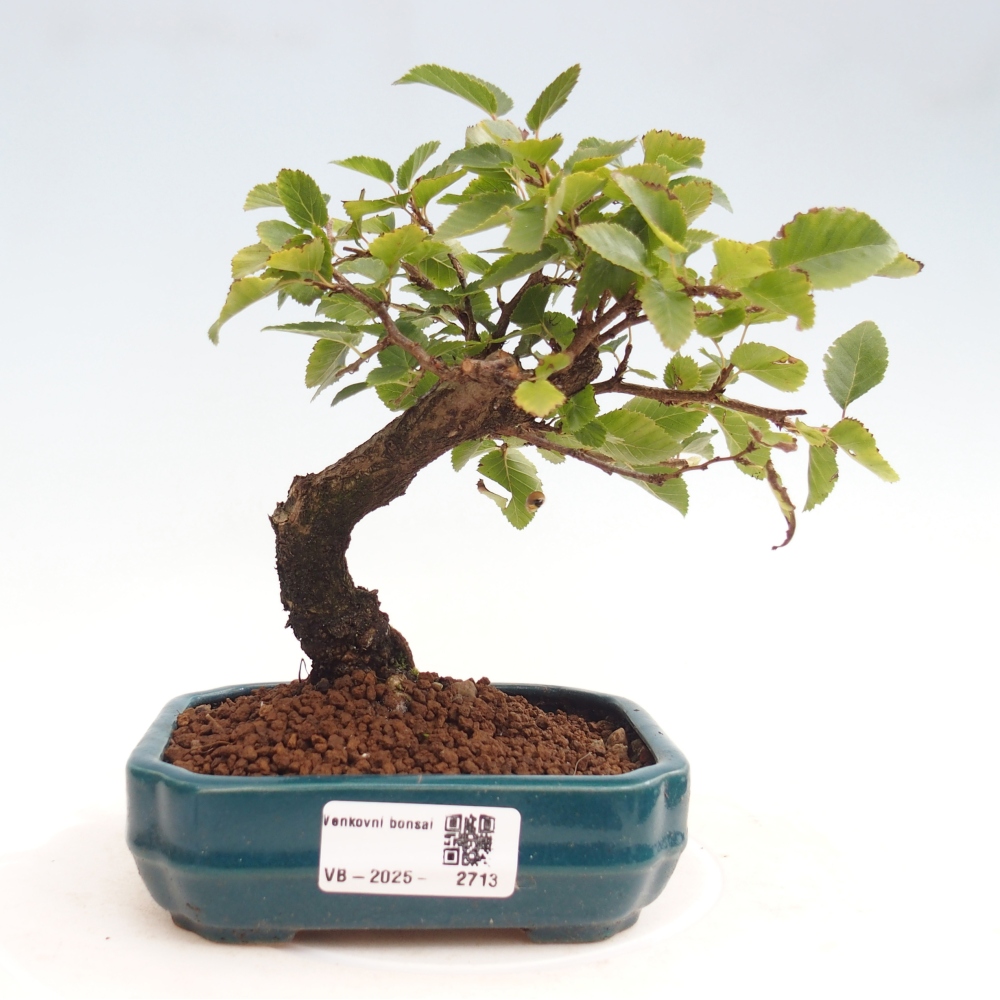 Venkovní bonsai -Carpinus CARPINOIDES - Habr korejský
