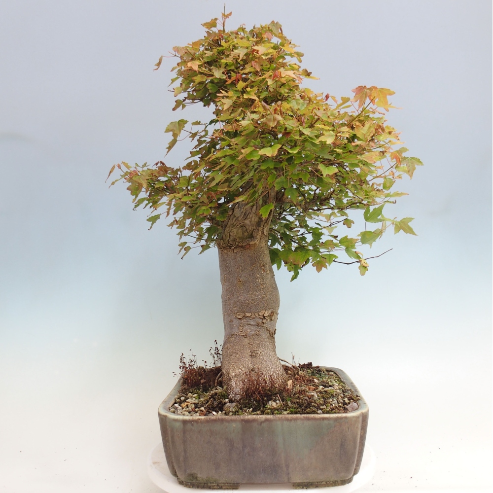 Venkovní bonsai - Acer Buergerianum - Javor Burgerův