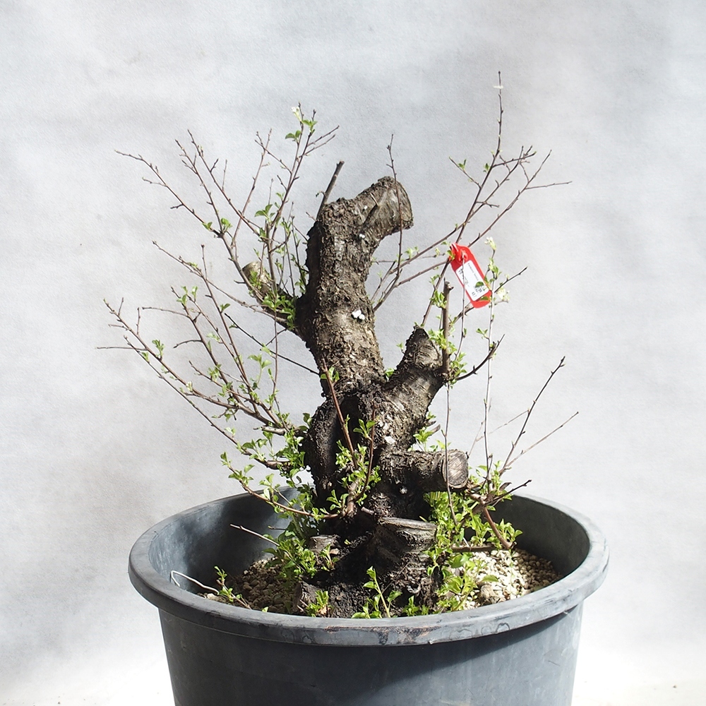 Venkovní bonsai -Mahalebka - Prunus mahaleb