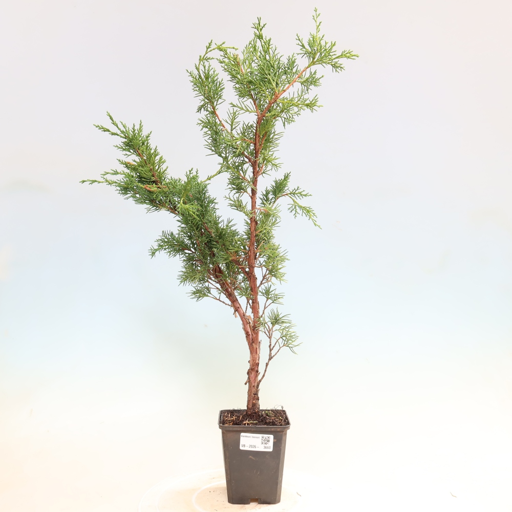 Venkovní bonsai - Juniperus chinensis Kishu -Jalovec čínský