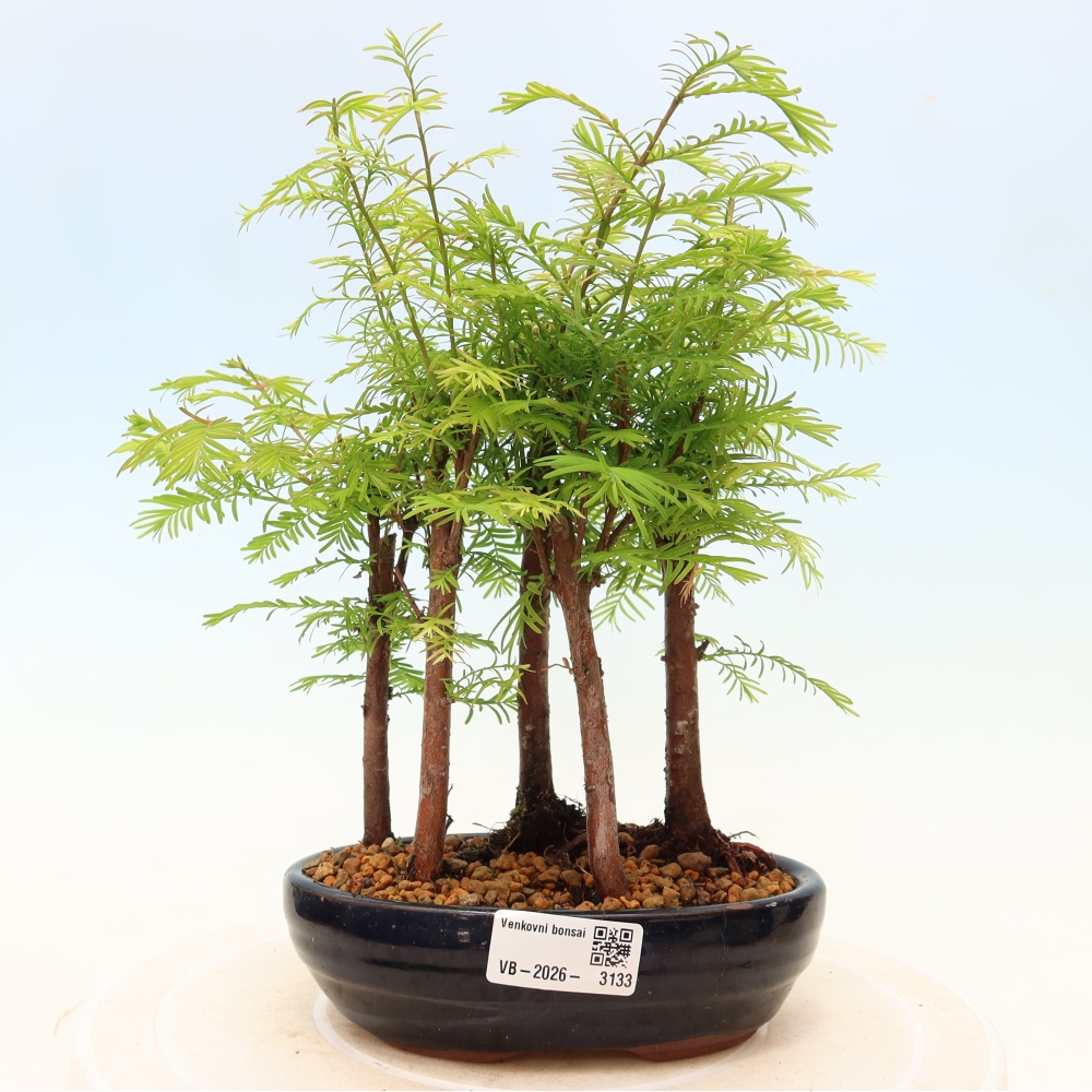Venkovní bonsai - Metasequoia glyptostroboides - Metasekvoje čínská - lesík