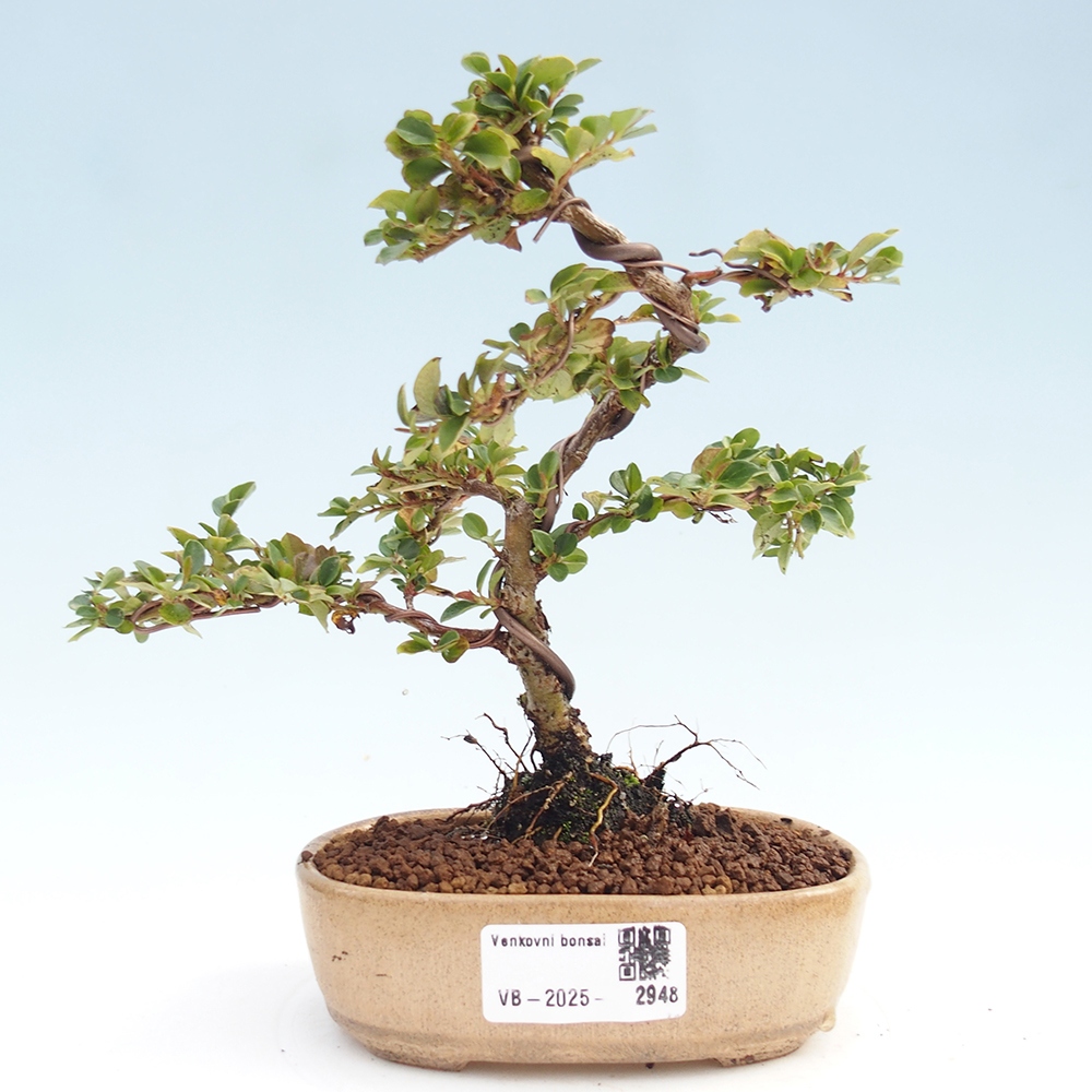 Venkovní bonsai - Cotoneaster horizontalis - Skalník