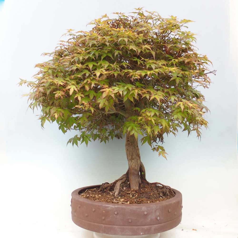 Javor dlanitolistý - Acer palmatum Beni Tsukasa
