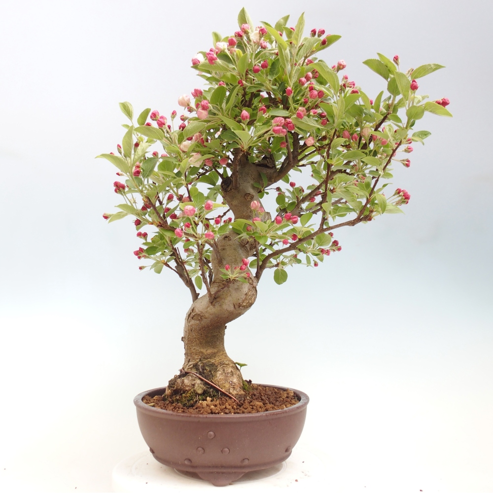 Venkovní bonsai -Malus halliana - Maloplodá jabloň