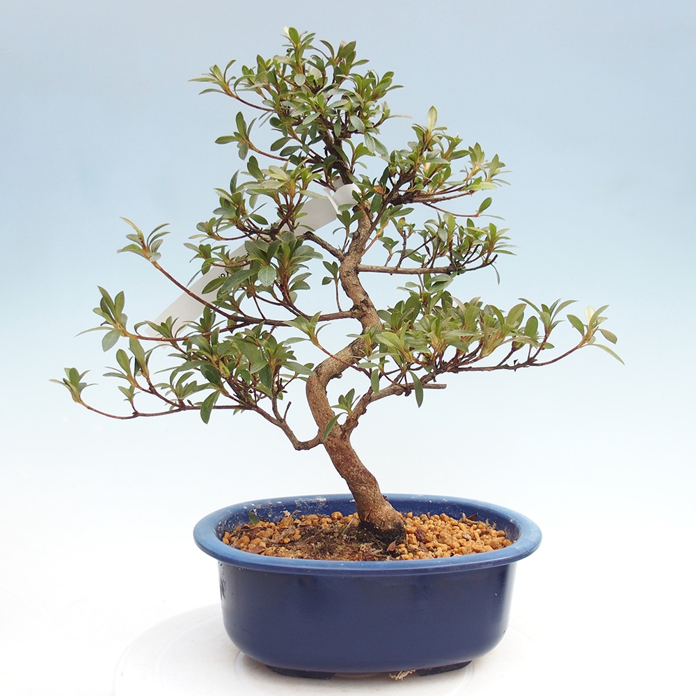 Venkovní bonsai - Japonská azalka - Azalea Yoko