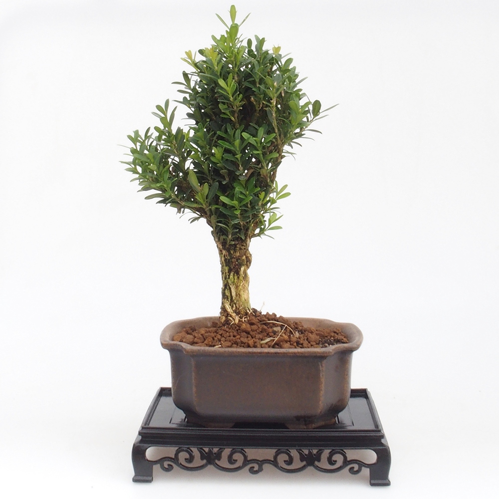 Bonsai stolek plastový obdélník 15,5 x 10 x 3 cm, barva černá