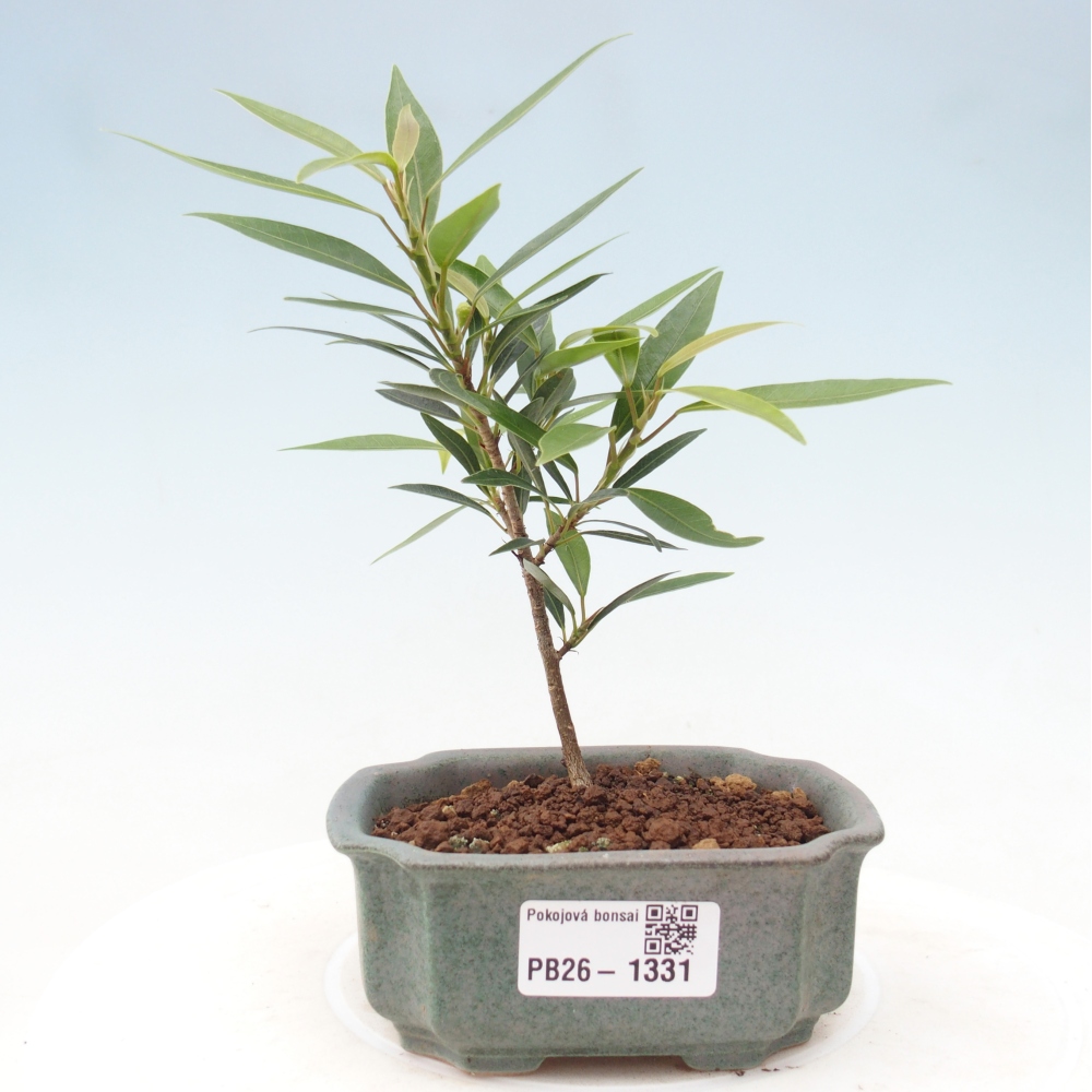 Pokojová bonsai - Ficus nerifolia -  malolistý fíkus