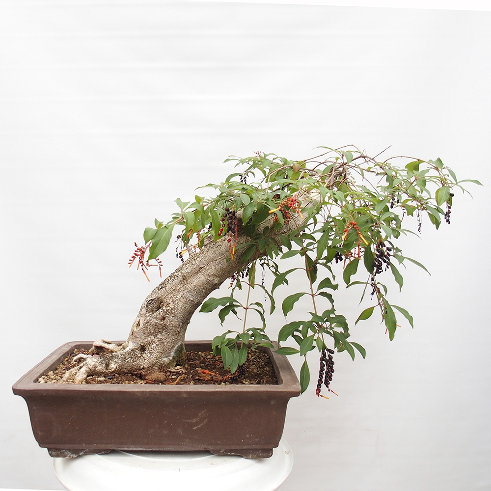 Pokojová bonsai - Hamelia patent