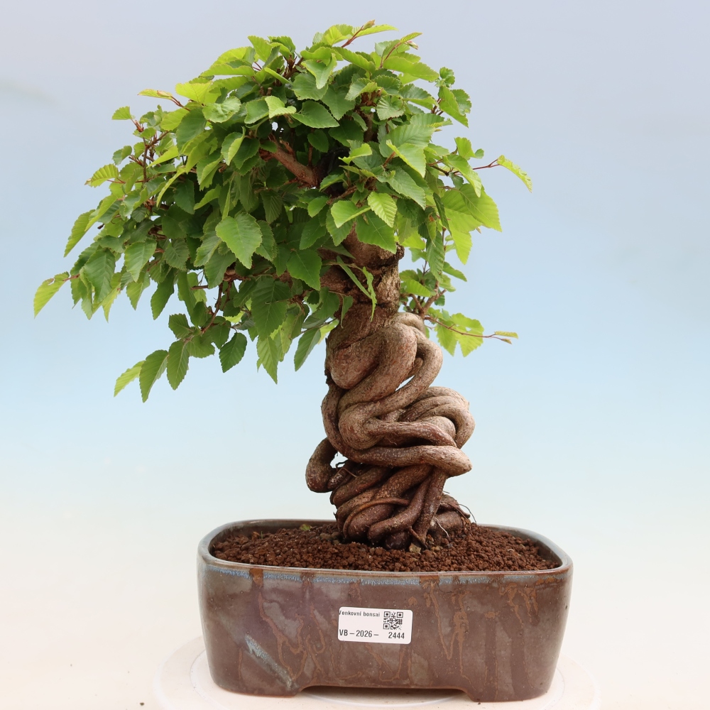 Venkovní bonsai -Carpinus Coreana - Habr korejský